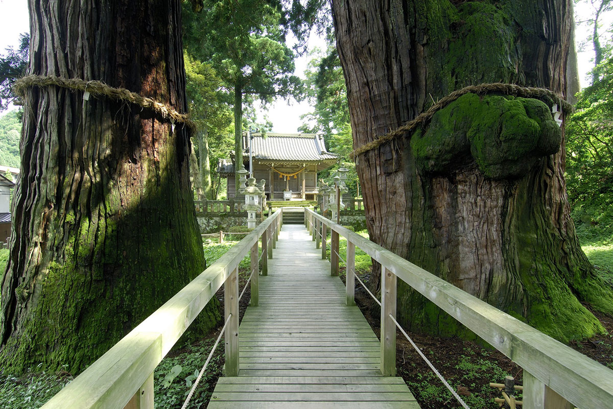 栢野の大杉